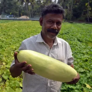 Juice Cucumber/ Pottu Vellari