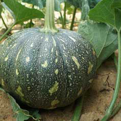 Pumpkin