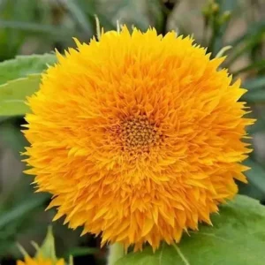 Sunflower Teddybear