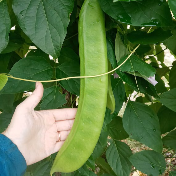 Sword Beans