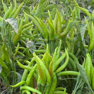 Upright Chilli Green
