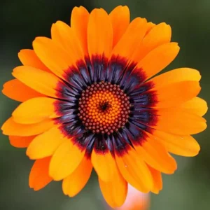 Venidium Orange
