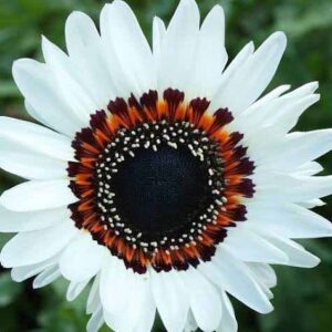 Venidium White