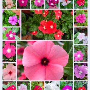 Vinca 22 color mixed seeds