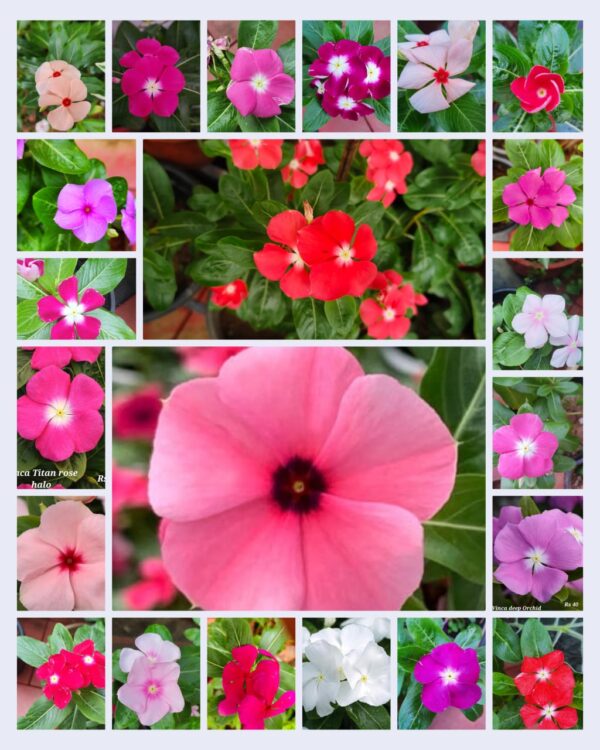 Vinca 22 color mixed seeds