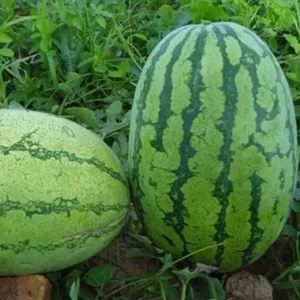 Water Melon NS 295