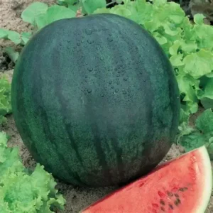 Water Melon Sugar baby