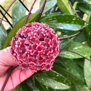 Hoya Pubycalix Red