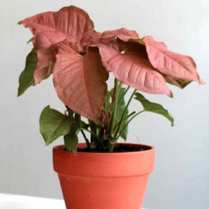 Syngoium Pink