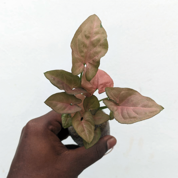 Syngoium Pink - Image 2