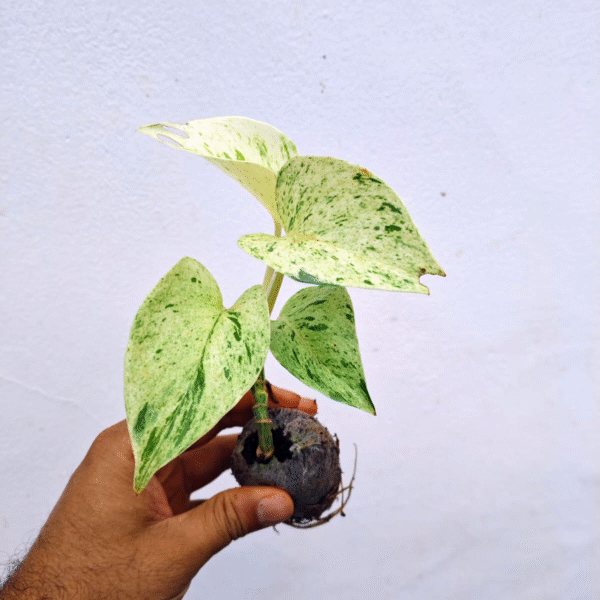 Marble Pothos - Image 2