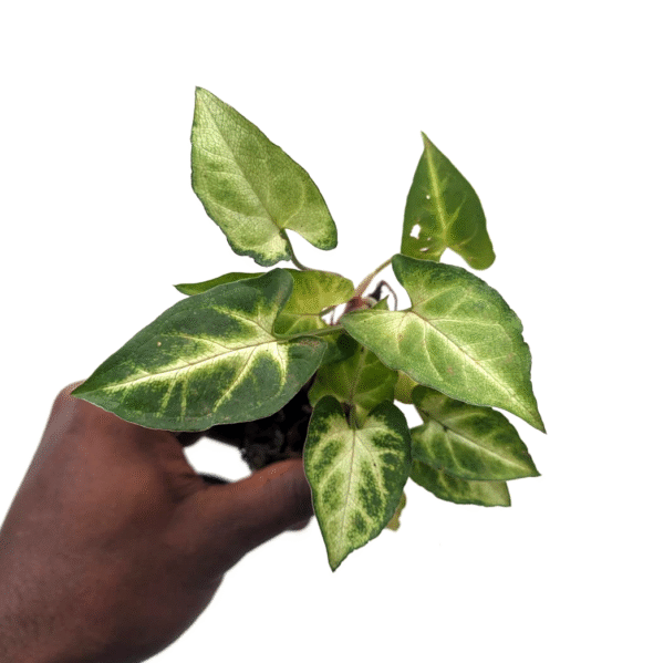 Syngonium Narrow - Image 2