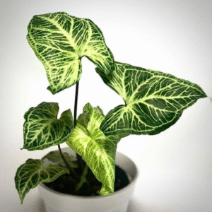 Syngonium Batik