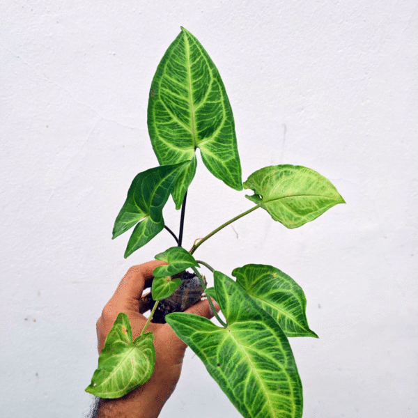 Syngonium Batik - Image 2