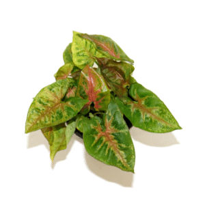 Syngonium Christmas