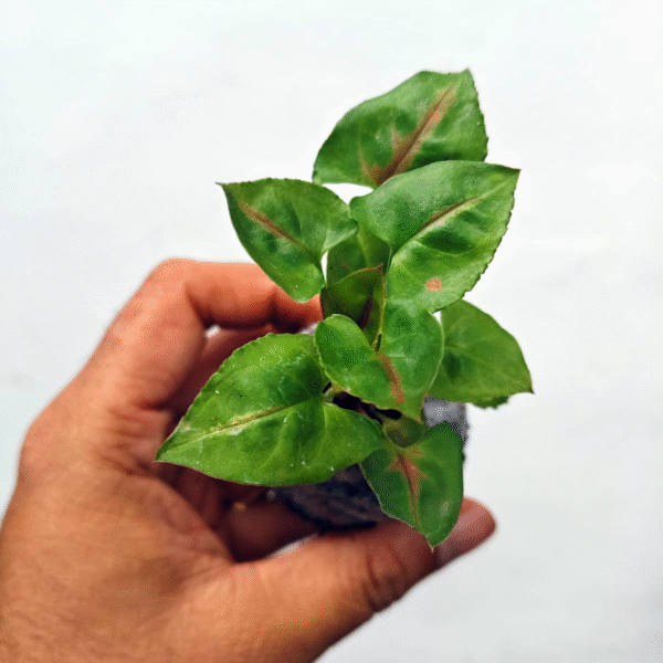 Syngonium Christmas - Image 2