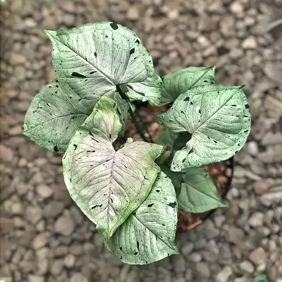 Syngonium Green Splash