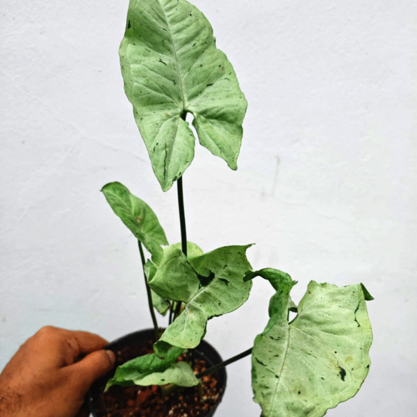 Syngonium Green Splash - Image 2