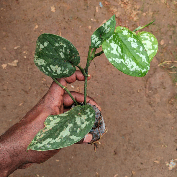 Silver Satin Pothos - Image 2