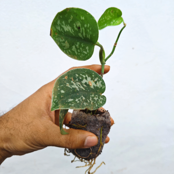 Scindapsus Pictum - Image 2