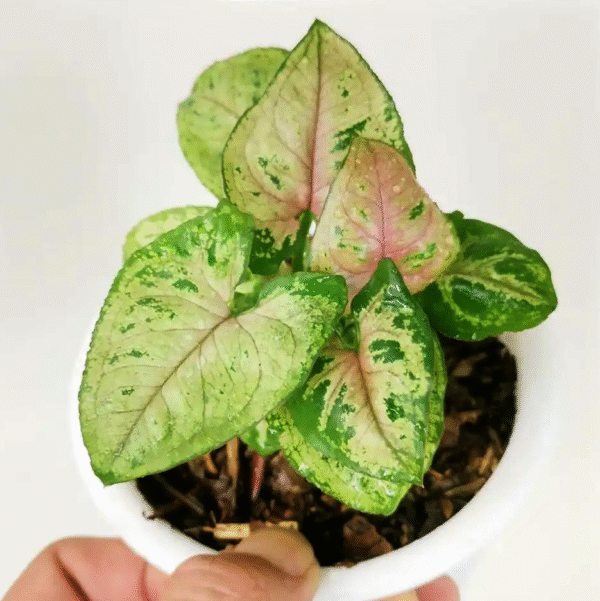 Syngonium Mini Allusion