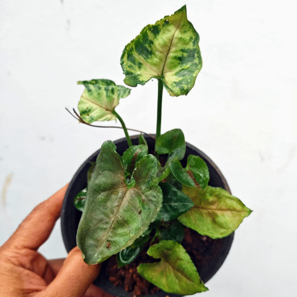 Syngonium Mini Allusion - Image 2