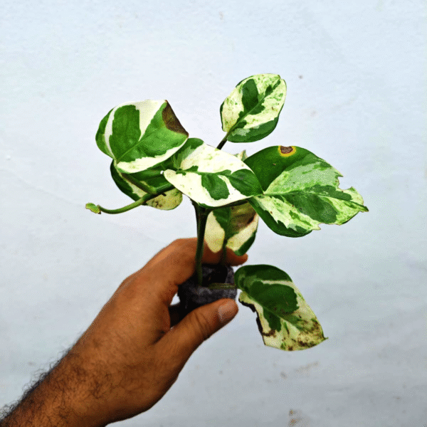 Enjoy - Image 2