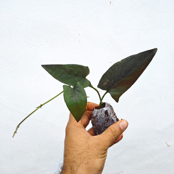 Black Money Plant - Image 2