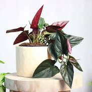 Black Money Plant