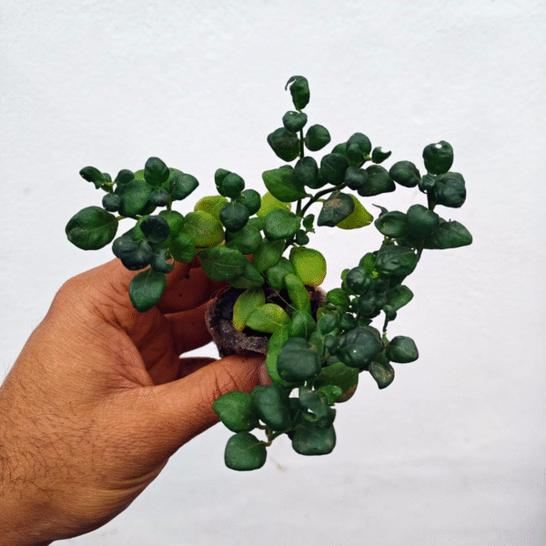 Bubble Plant - Image 2