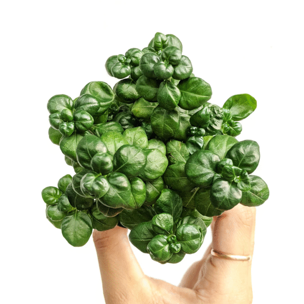 Bubble Plant
