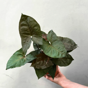 Syngonium Chocolate