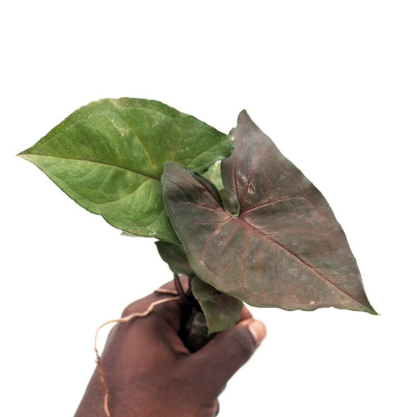 Syngonium Chocolate - Image 2
