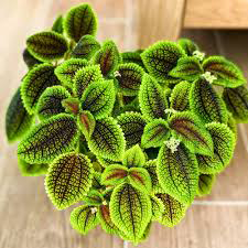 Mollis