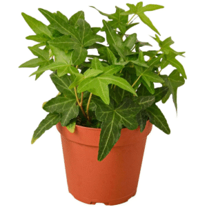 Ivy Asterisk