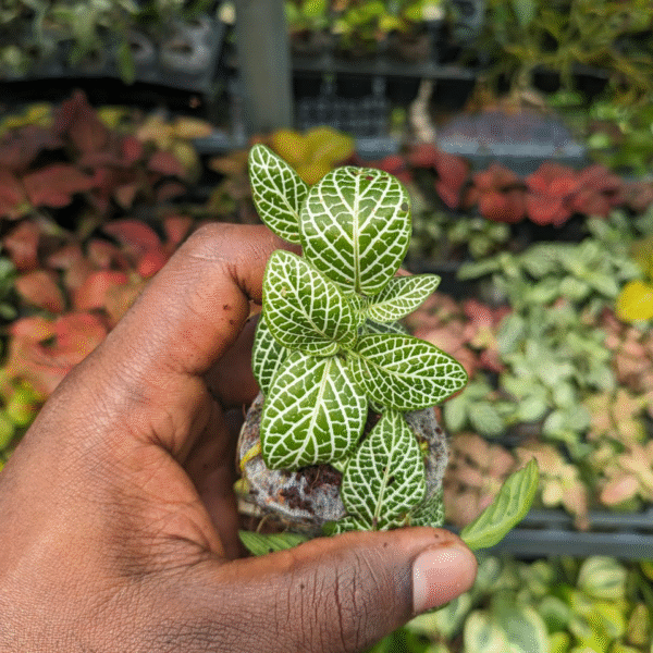 Fituia Miniature Green - Image 2