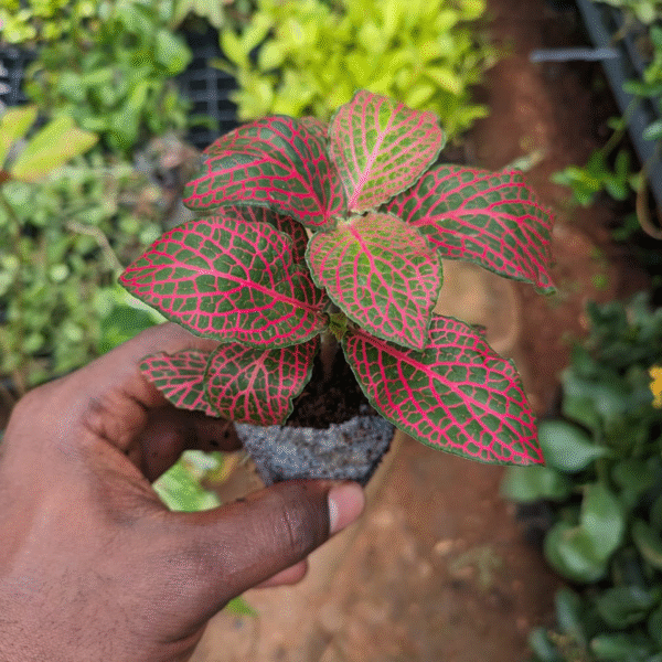 Fitunia Red - Image 2