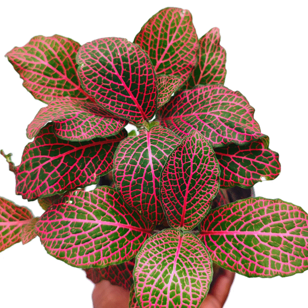 Fitunia Red