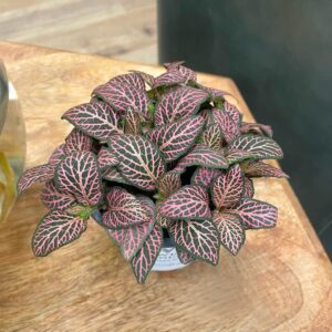 Fitunia Dark Pink