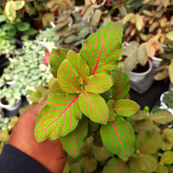 Fitunia Albivenis ‘Skeleton Big Leaf