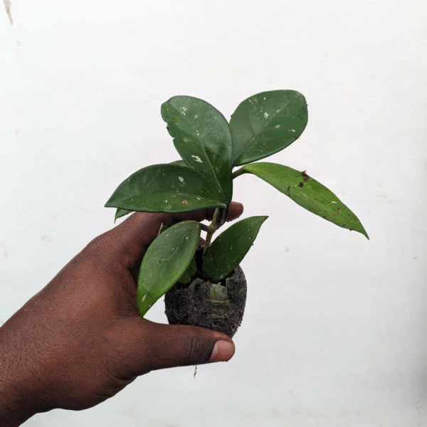 Hoya Carnosa Pink - Image 2