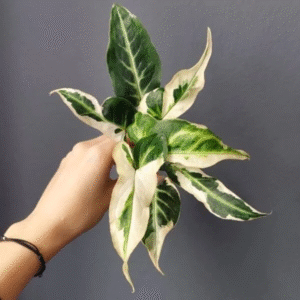 Syngonium Starlight