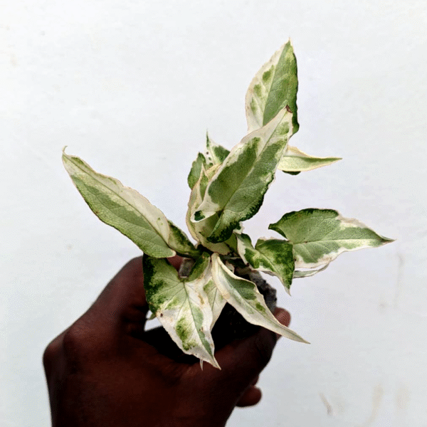 Syngonium Starlight - Image 2
