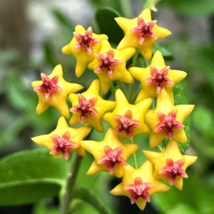 Hoya Densifolia Yellow