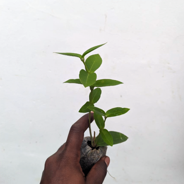 Hoya Densifolia Yellow - Image 2