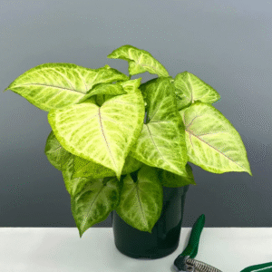 Syngonium Mango