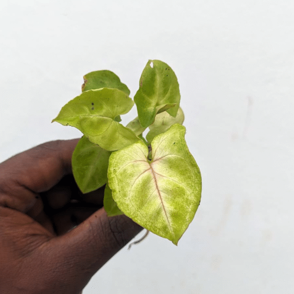 Syngonium Mango - Image 2