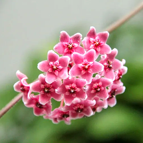Hoya Globulosa Pink