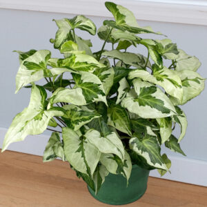 Syngonium Three Kings