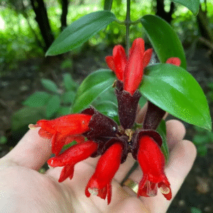 Lipstick Red